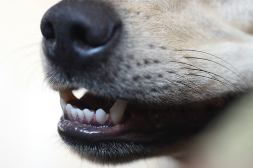 Healthy Dental Practices for Pets